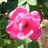 Knockout Tree Rose